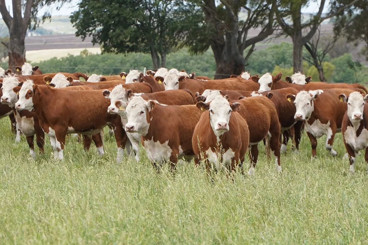 La "Vaca Muerta cárnica" que ilusiona a los empresarios argentinos